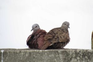 O que é bom para matar piolhos de pombo