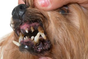 Para que serve o alopurinol em cães?